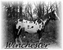 Winchester240x192